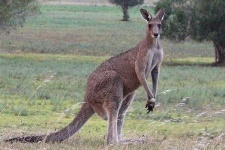 image of animal