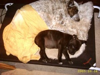 image of staffordshire_bullterrier