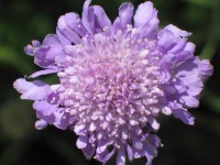 image of flower