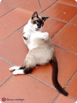 image of siamese #27