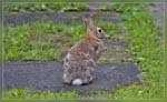 image of wood_rabbit