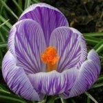 image of flower