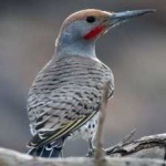 image of bird