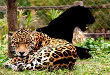 image of jaguar_car