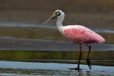 image of spoonbill