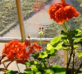 image of greenhouse