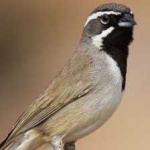 image of black_throated_sparrow #6