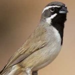 image of bird