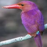 image of bird