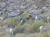 image of ram
