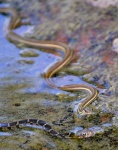 image of water_snake