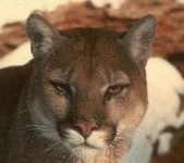 image of cougar_face