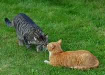 image of tiger_cat