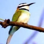 image of white_throated_bee_eater #5