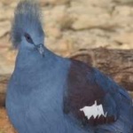 image of bird