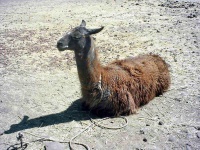 image of llama