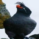 image of bird