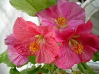 image of flower