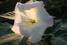 image of flower