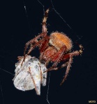 image of barn_spider