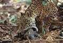 image of jaguar