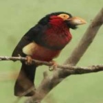 image of bearded_barbet #17