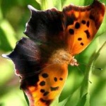 image of animal