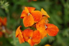 image of flower