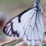 image of animal