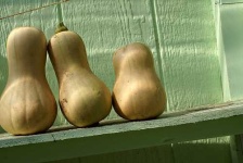 image of butternut_squash #23