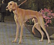 image of saluki