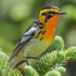 image of bird