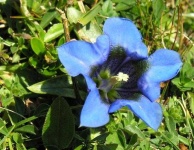 image of flower