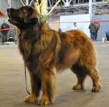 image of leonberg