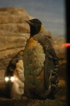 image of king_penguin #33