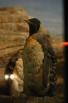 image of king_penguin