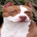 image of animal