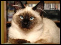 image of siamese_cat