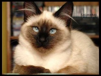 image of siamese_cat #17