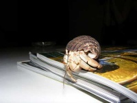 image of hermit_crab