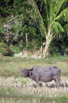 image of water_buffalo