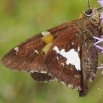 image of animal