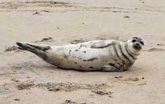 image of animal