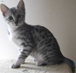 image of animal