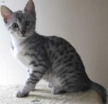 image of egyptian_mau #24