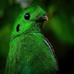 image of bird