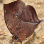 image of animal