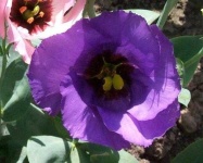 image of flower