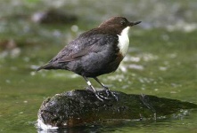 image of water_ouzel
