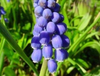 image of grape_hyacinth #12